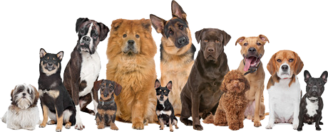 group_dogs