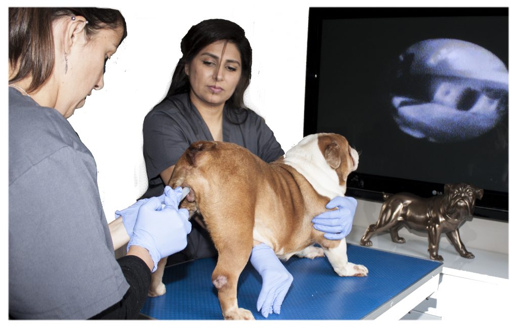 k9 fertility clinic vet